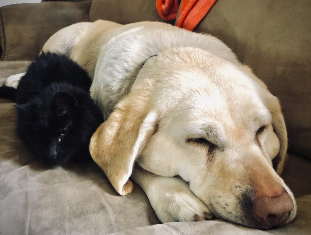 Snuggle buddies: Janet, a black cat, and Biscuit, a yellow lab, snuggle together on the couch for a midday nap.